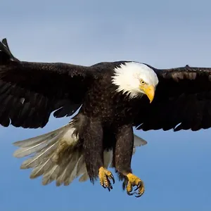 Eagles Land Edinburgh